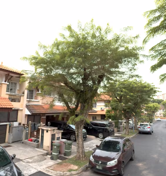 tree photo
