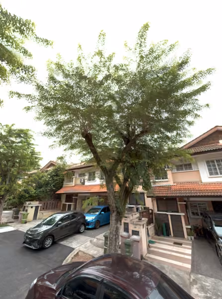 tree photo