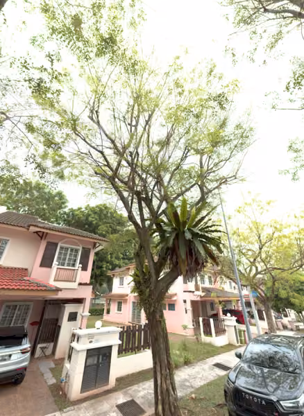 tree photo