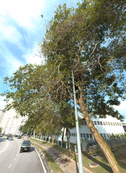 tree photo