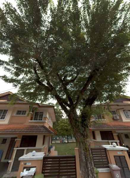 tree photo