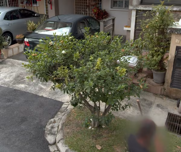 tree photo