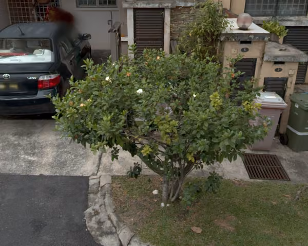 tree photo
