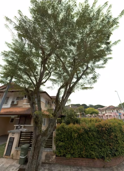 tree photo