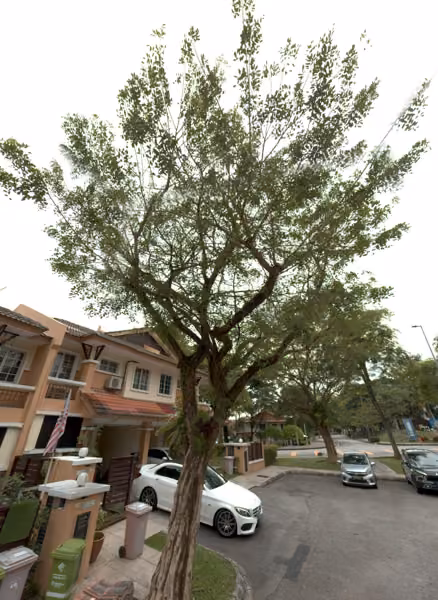 tree photo