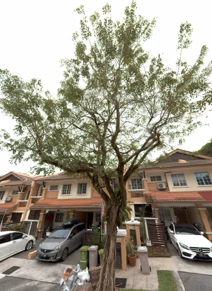 tree photo