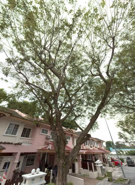 tree photo