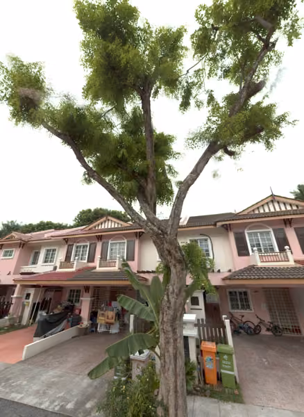 tree photo