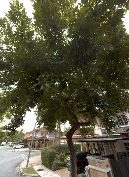 tree photo