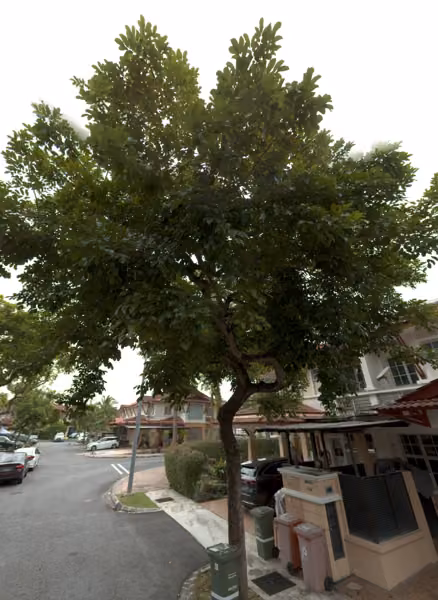 tree photo