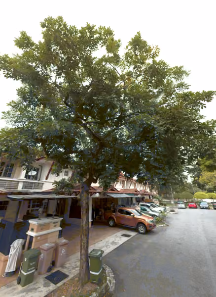 tree photo