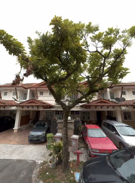 tree photo