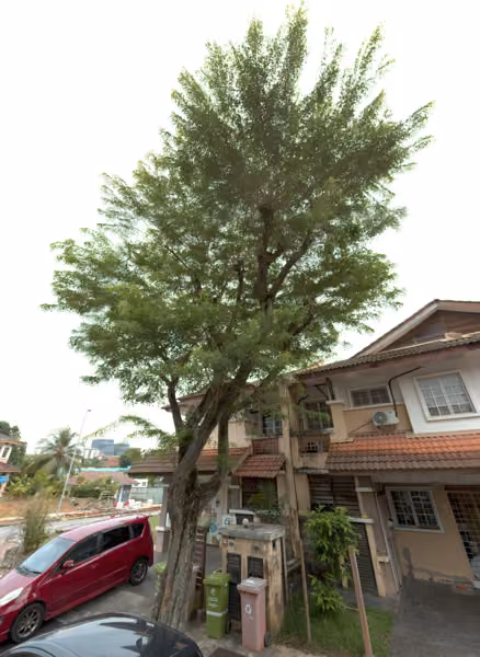 tree photo