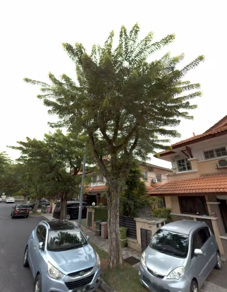 tree photo