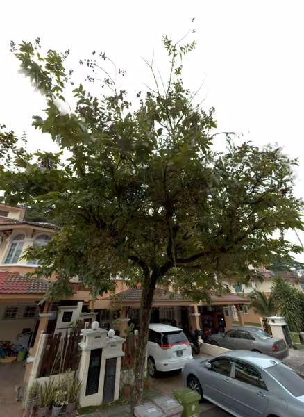 tree photo