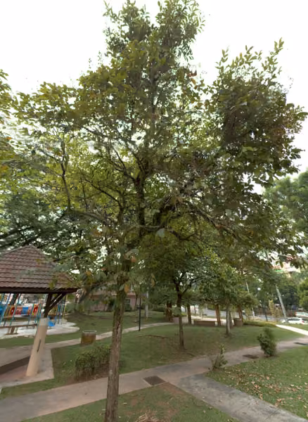 tree photo