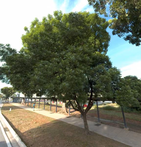 tree photo