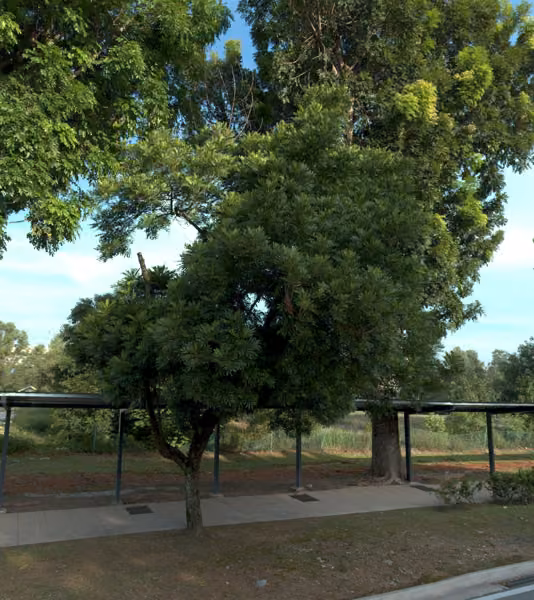 tree photo