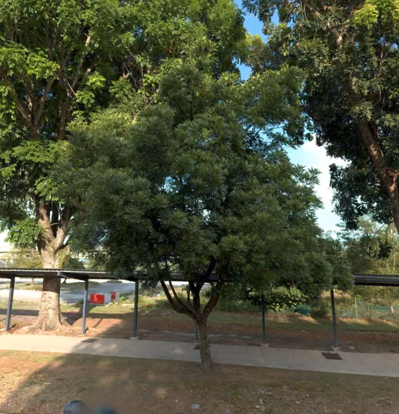 tree photo