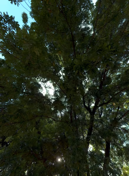 tree photo