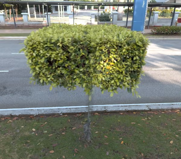 tree photo