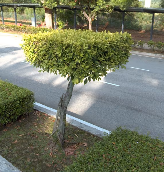 tree photo