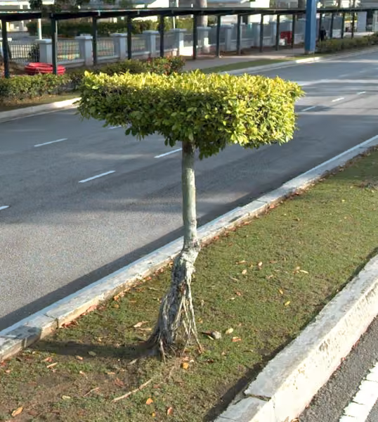 tree photo