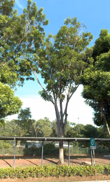 tree photo