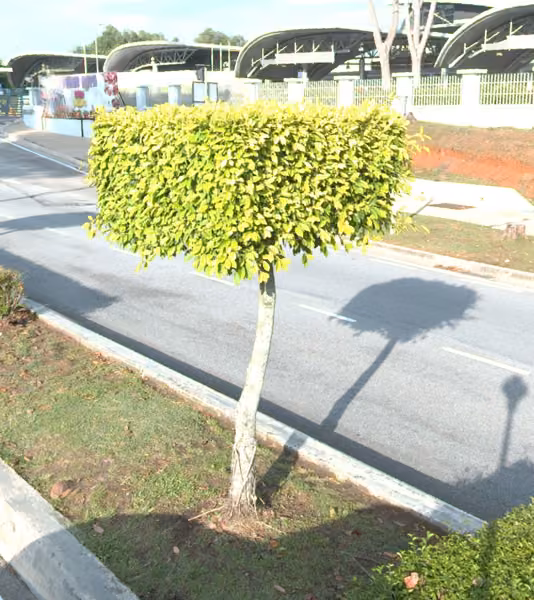 tree photo