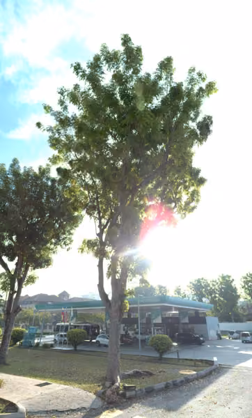 tree photo