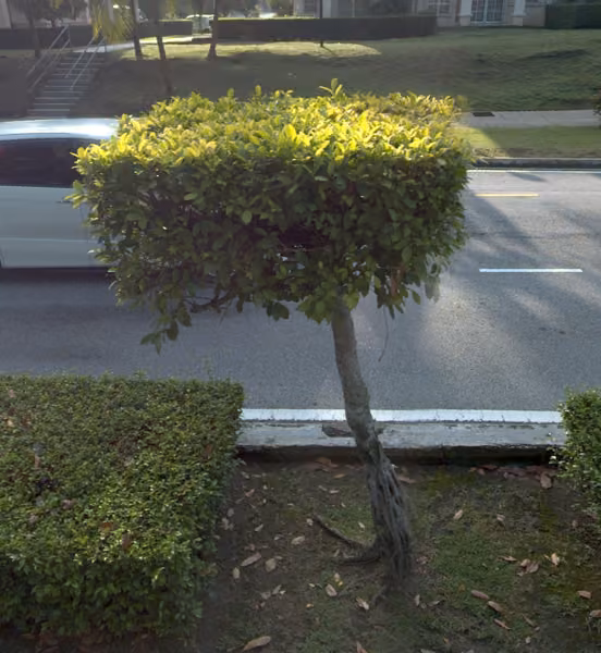 tree photo