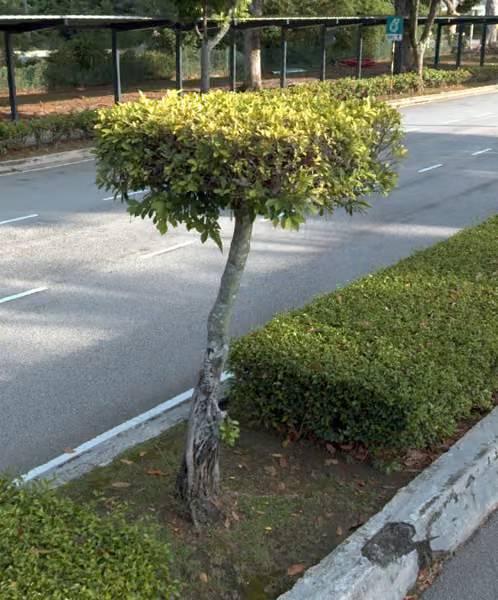 tree photo