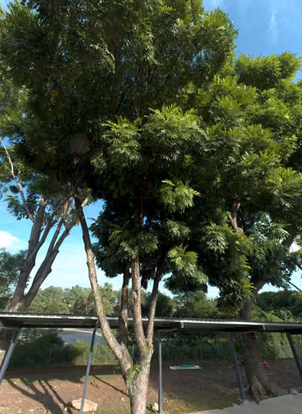 tree photo