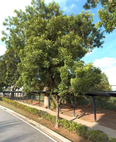 tree photo