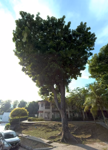 tree photo