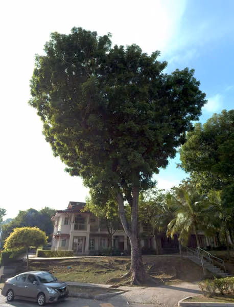 tree photo
