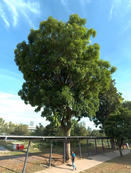 tree photo
