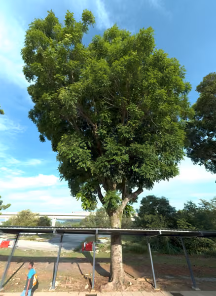 tree photo