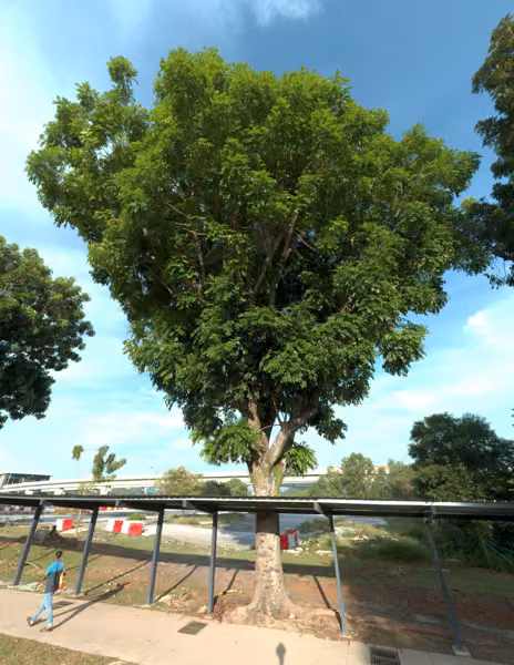 tree photo