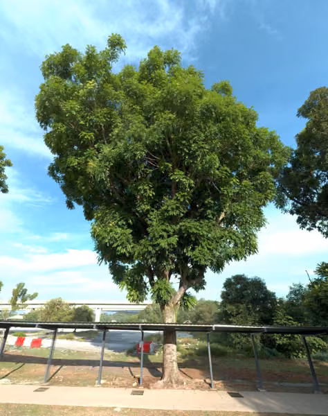 tree photo