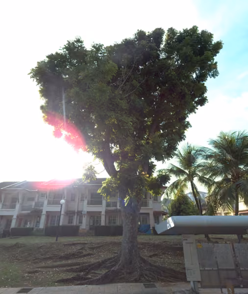 tree photo