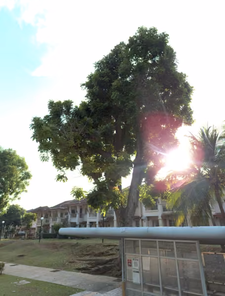 tree photo