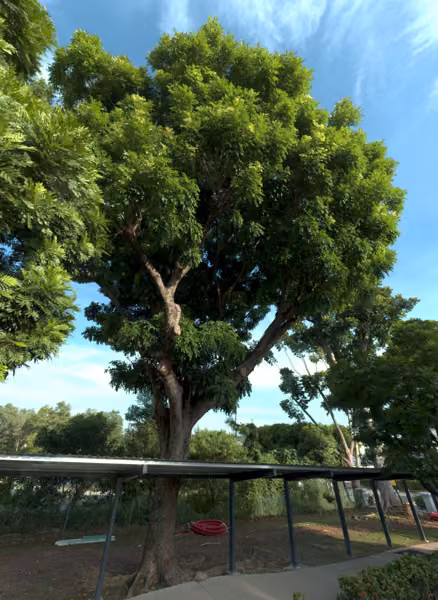 tree photo