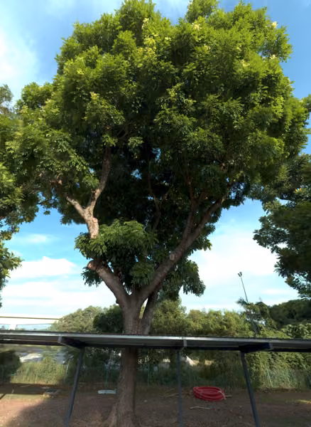 tree photo