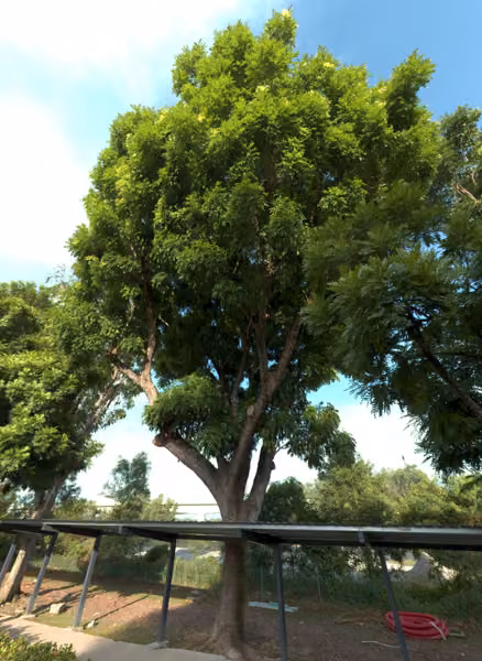 tree photo