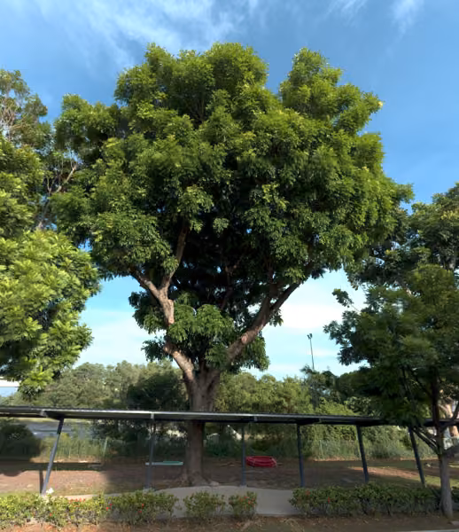 tree photo