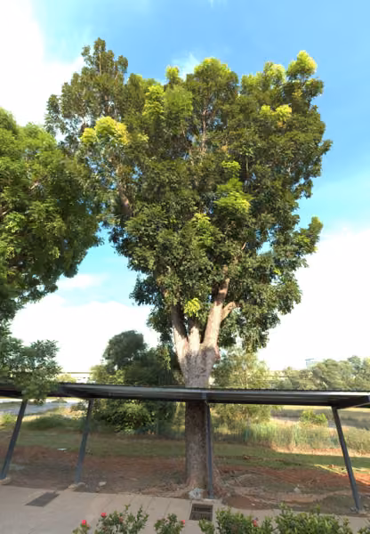 tree photo