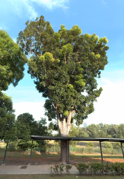 tree photo
