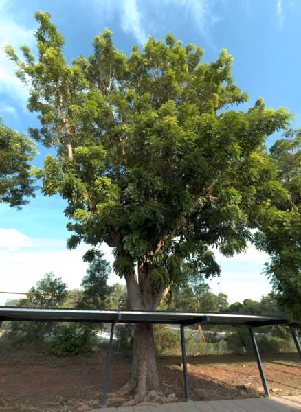 tree photo