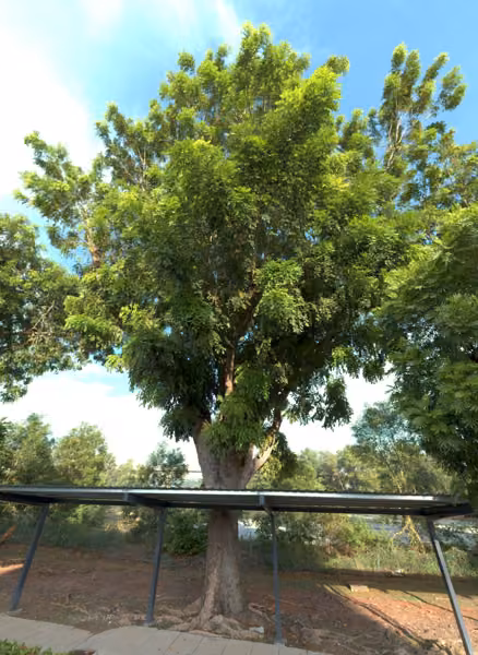 tree photo